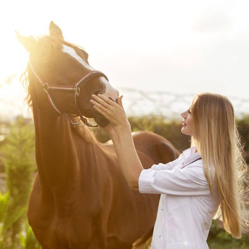 veterinarian taking care of horse